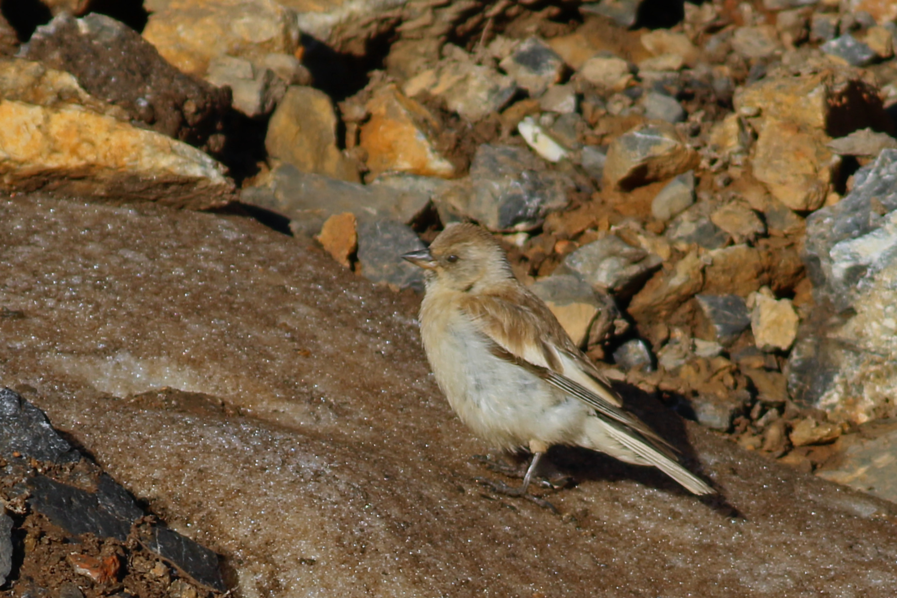 White-winged Snowfinch — Ana fotoğraf